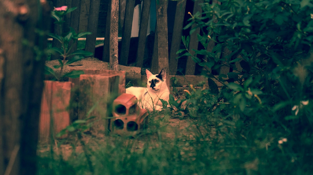 white and black cat lying on ground near plants and fence