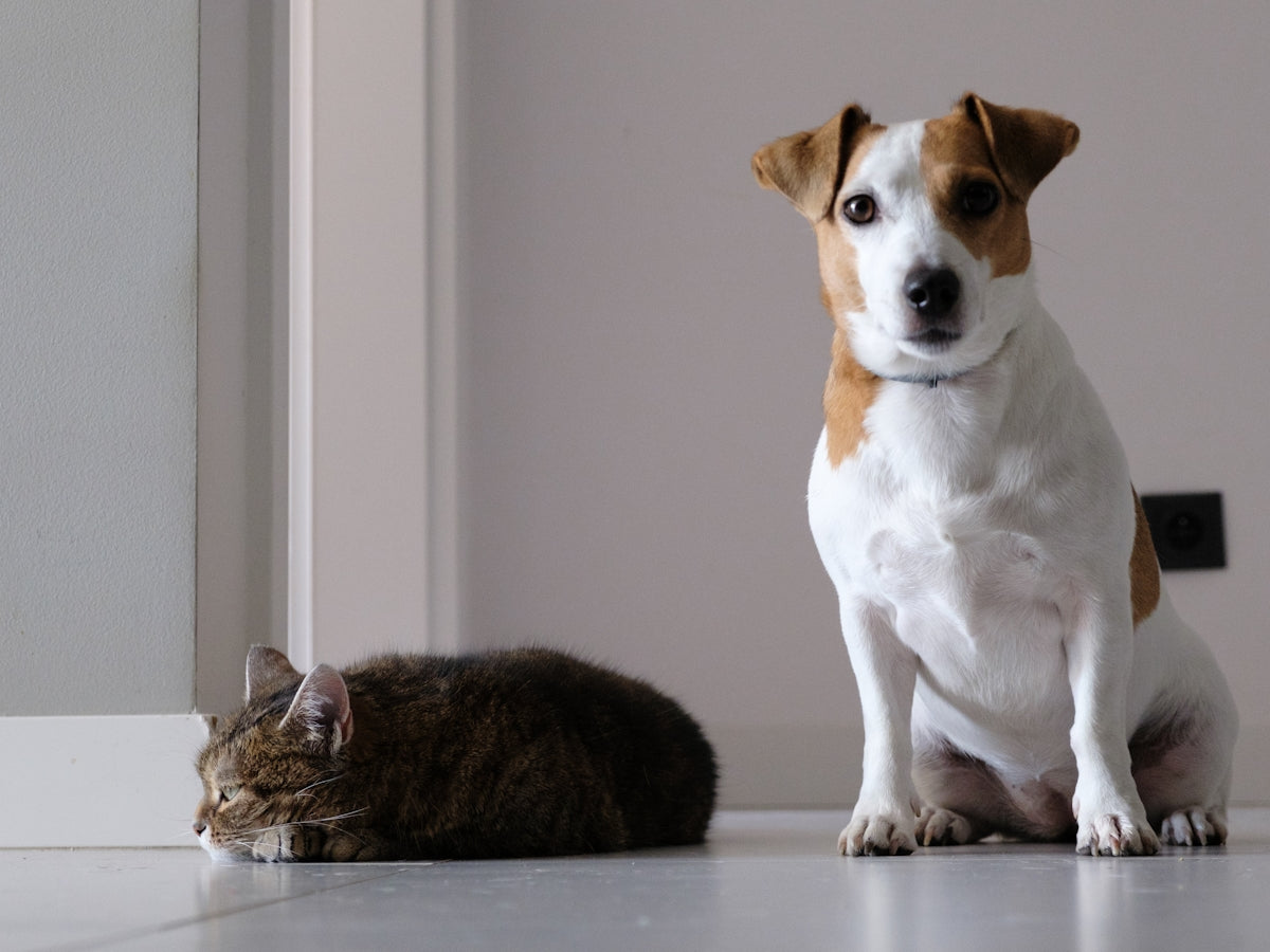 A dog and a cat sitting on the floor