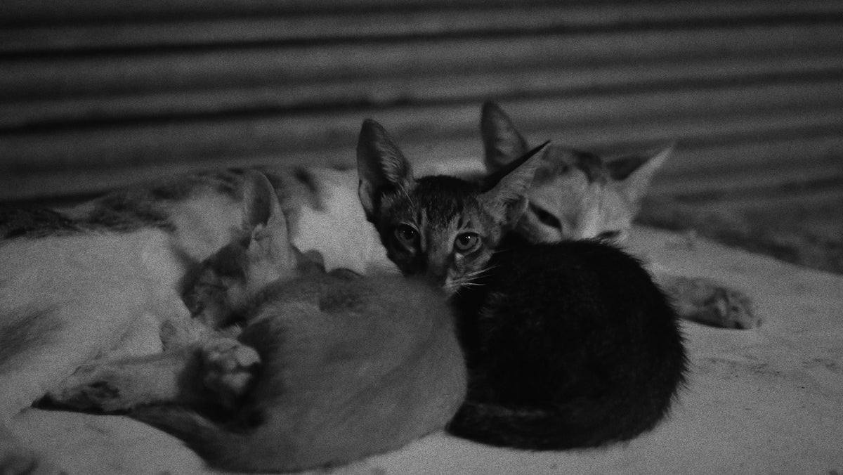 A couple of cats laying next to each other