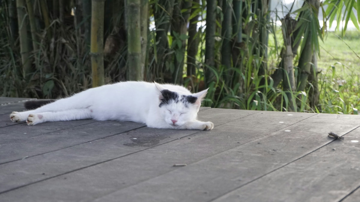 A white and black cat laying on a wooden deck