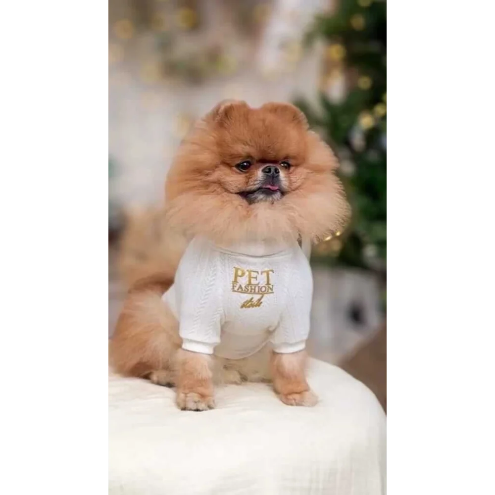 A fluffy tan pomeranian wearing a beige zestaw 2w1 dog harness and white knit sweater providing naturalne ciepło