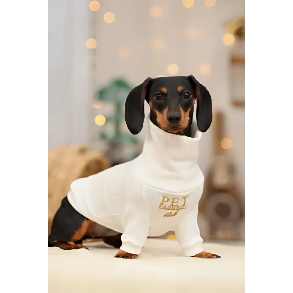 White long-sleeved pet sweater with gold pet embroidery as part of zestaw 2w1 dla psa with bezuciskowe szelki
